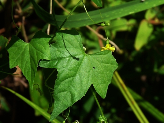 {Melothria pendula}